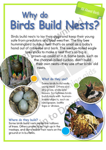 Why Do Birds Build Nests?