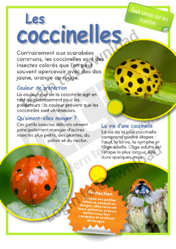 Lesson Zone AU - Ladybird Beetles