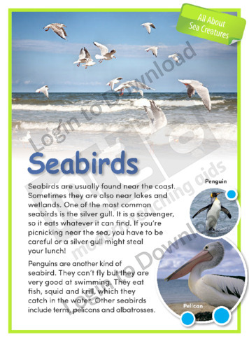 Sea Birds