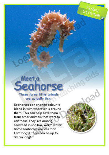 Meet a Seahorse