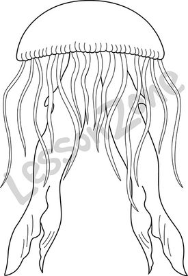 Jellyfish  B&W