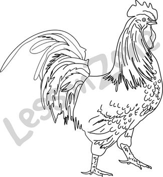 Rooster  B&W