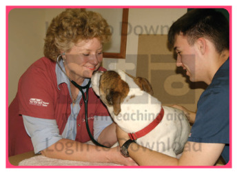 Let’s Talk About: Veterinarian