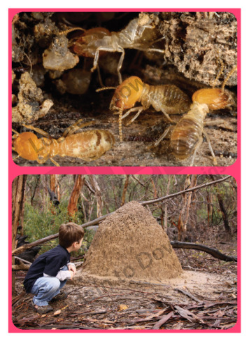 Let’s Talk About: Termites and Nests