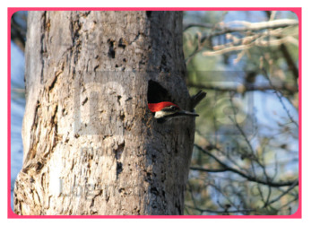Let’s Talk About: Woodpecker