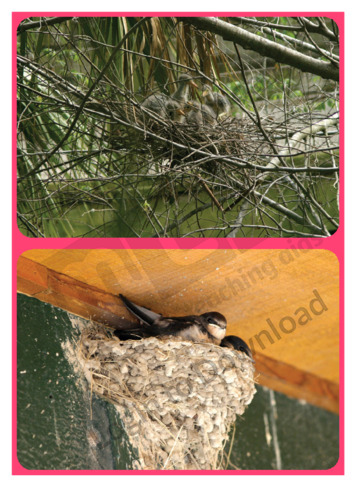 Let’s Talk About: Bird Nests