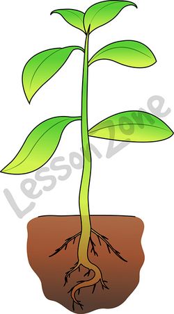 Plant with root under soil