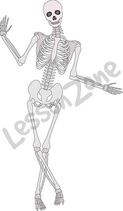 Friendly skeleton