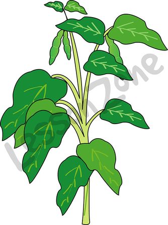 Bean plant