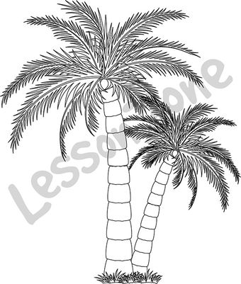 Palm tree B&W