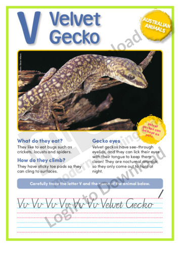 V: Velvet Gecko