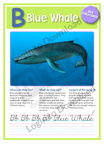 B: Blue Whale