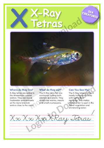 X: X-Ray Tetra