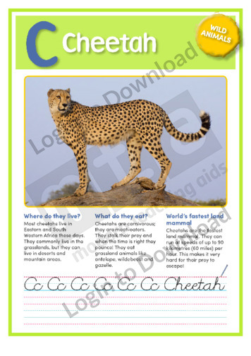 C: Cheetah
