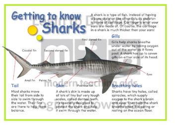 Getting to Know Sharks