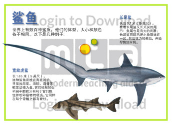 110992C02_鲨鱼形状01