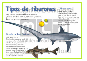 110992S03_Tiposdetiburones01