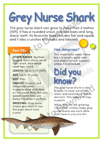 Grey Nurse Shark Life Cycle Diagram