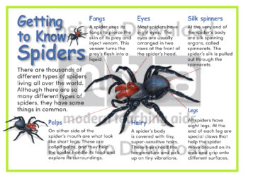 Getting to Know Spiders