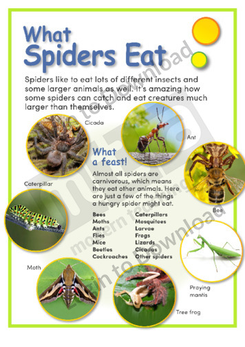 What Spiders Eat