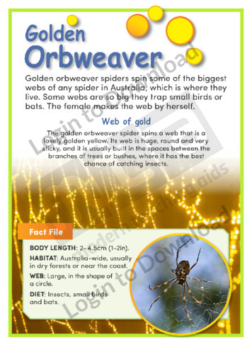Golden Orbweaver