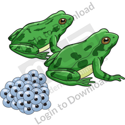 Frogs with eggs