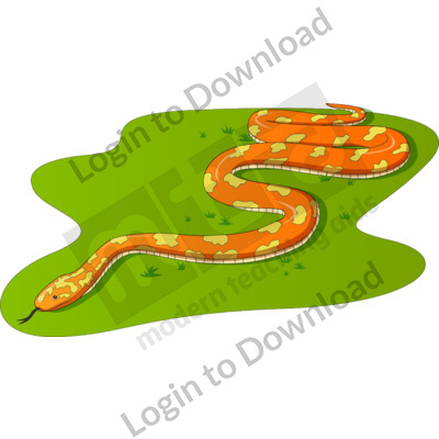 Adult snake