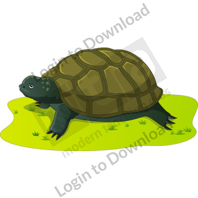 Adult turtle