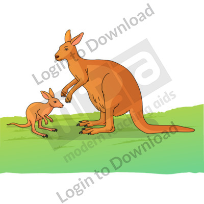 Joey and mother kangaroo