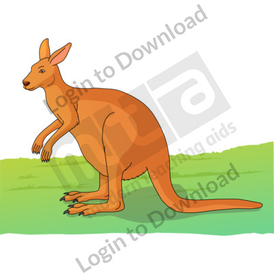 Adult kangaroo