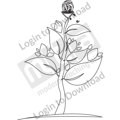 Fertilised flower with fruits that contain seeds B&W