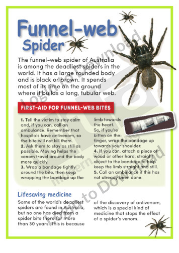 Lesson Zone AU - Funnel-web Spider