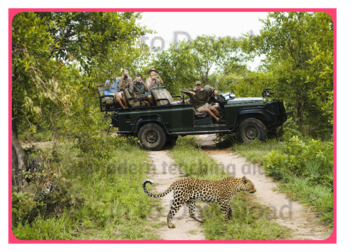 Photo Activity: Safari