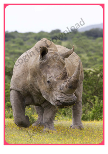 Photo Activity: Rhinoceros