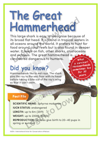 The Great Hammerhead