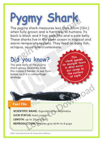 Pygmy Shark