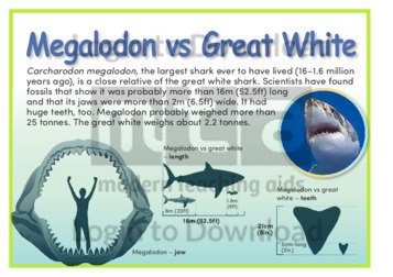 Megalodon vs Great White
